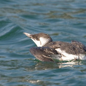 Common Murre